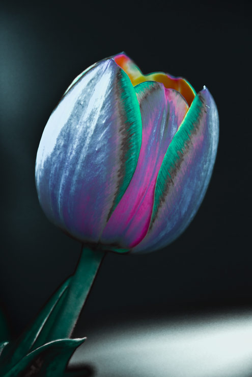Tulpe Tulpe 2008
